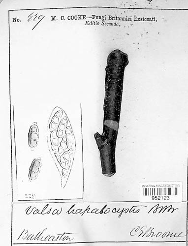 Hapalocystis berkeleyi image
